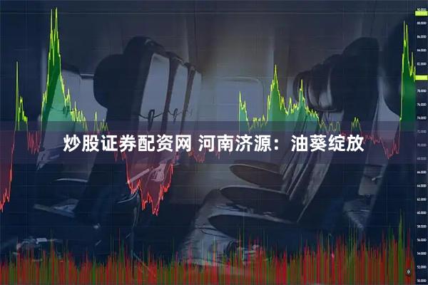 炒股证券配资网 河南济源：油葵绽放